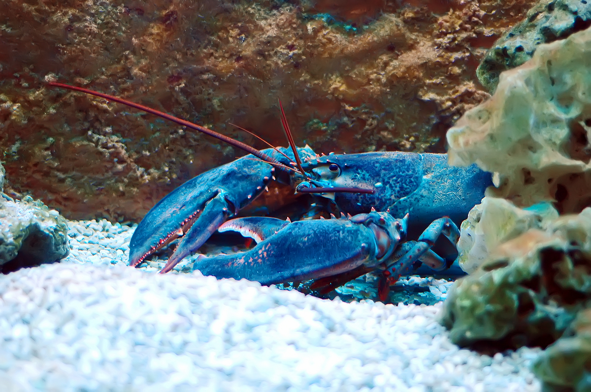 World Biggest Lobster Ever Caught : Unbelievable Giants Ocean World Biggest Lobster Ever Caught : Unbelievable Giants Ocean