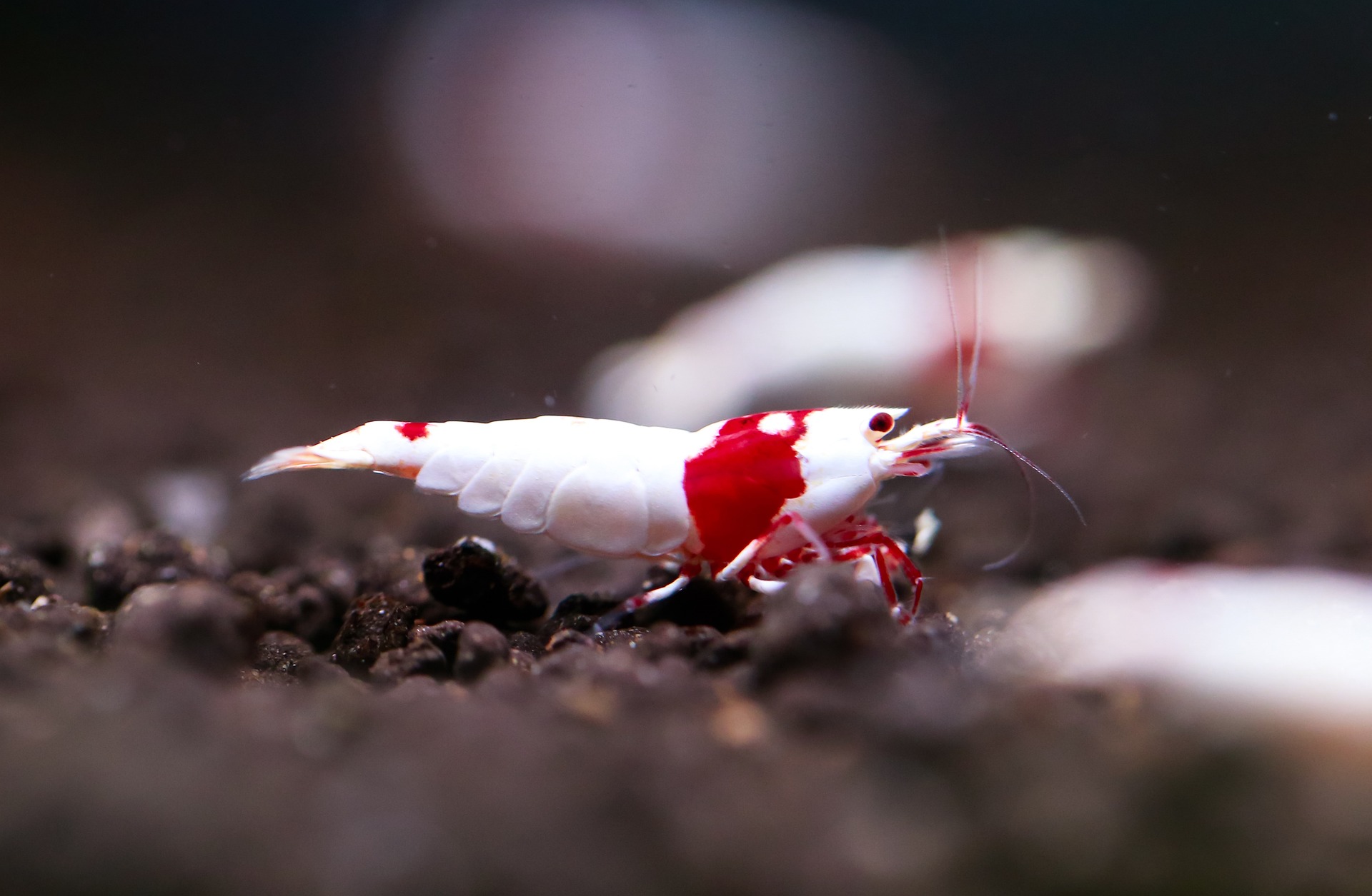 Top 6 Largest Shrimp Species in the World : Giants of the Ocean Top 6 Largest Shrimp Species in the World : Giants of the Ocean