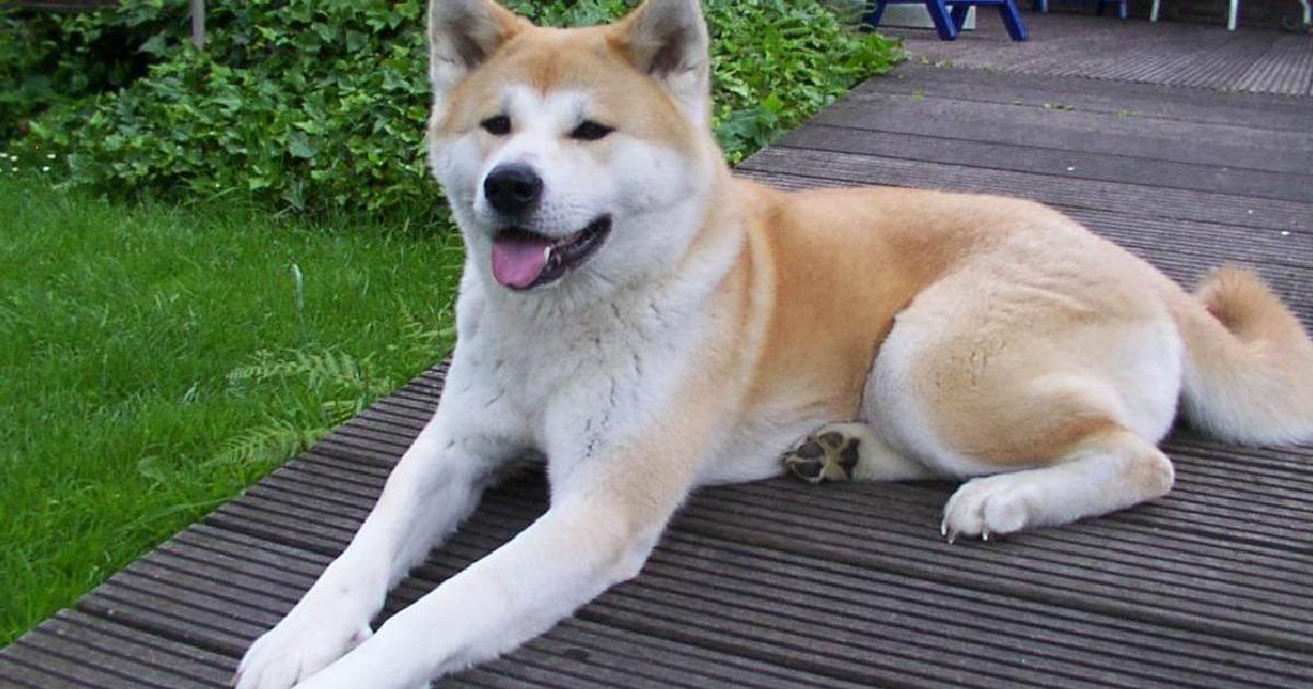 Akita - Largest Dog Breeds in the World