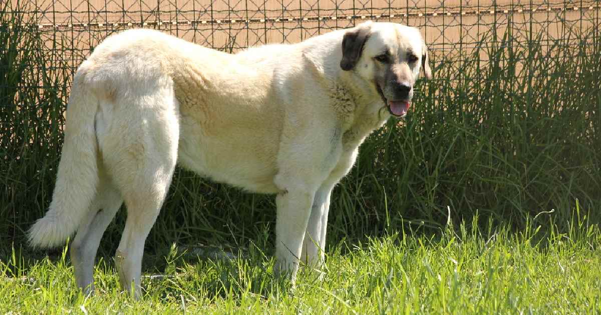 Anatolian Shepherd - Largest Dog Breeds in the World