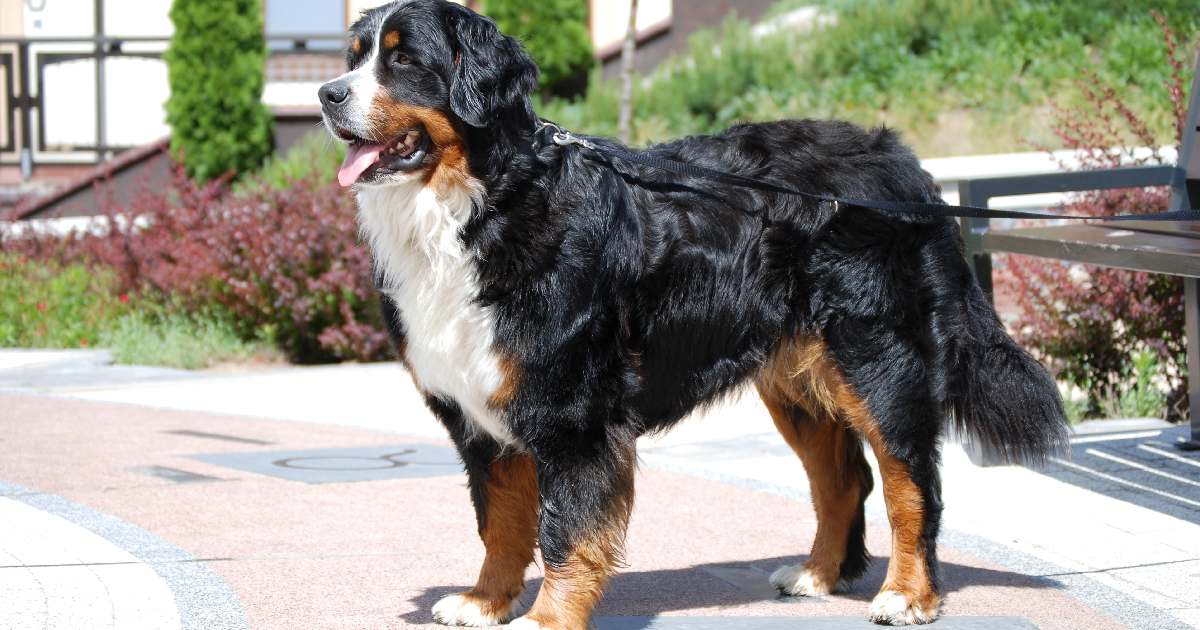 Bernese Mountain Dog - Largest Dog Breeds in the World