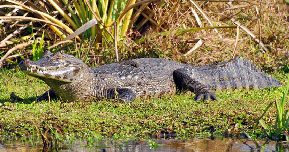 Black Caiman - Largest Crocodiles in the World