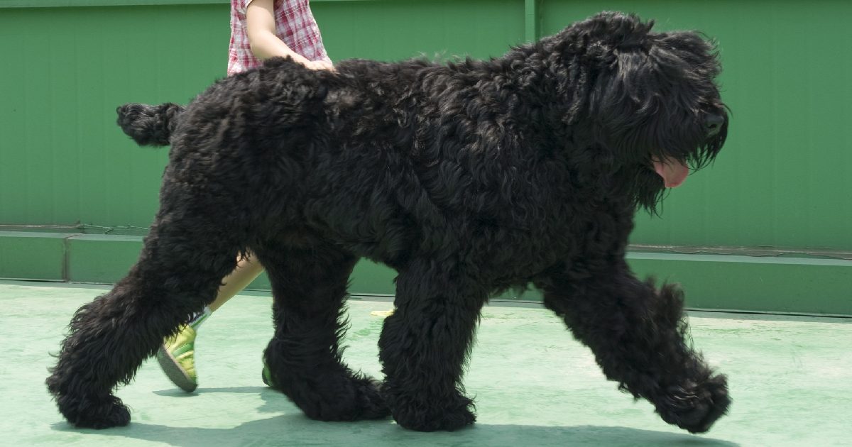 Black Russian Terrier - Largest Dog Breeds in the World