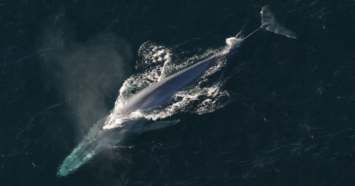 Blue Whale