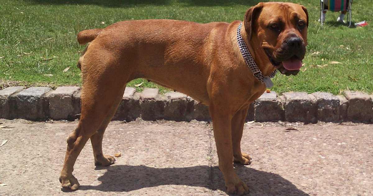 Boerboel - Largest Dog Breeds in the World