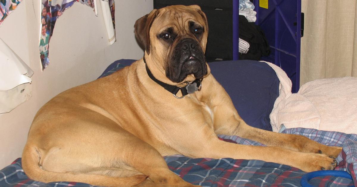 Bullmastiff - Largest Dog Breeds in the World