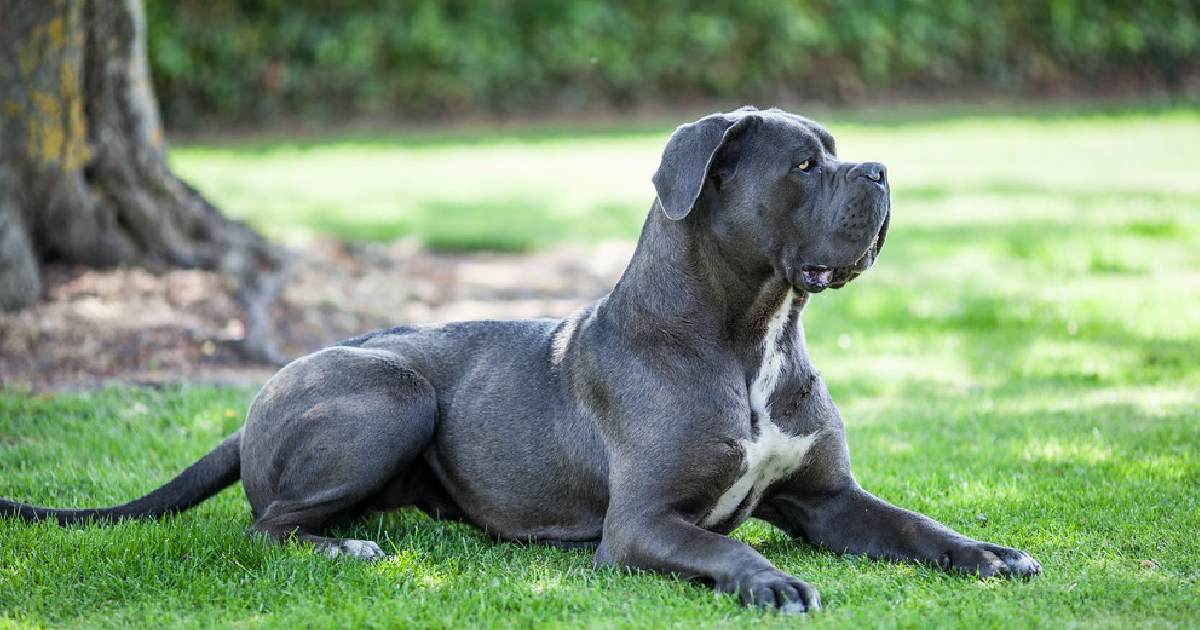 Cane Corso - Largest Dog Breeds in the World