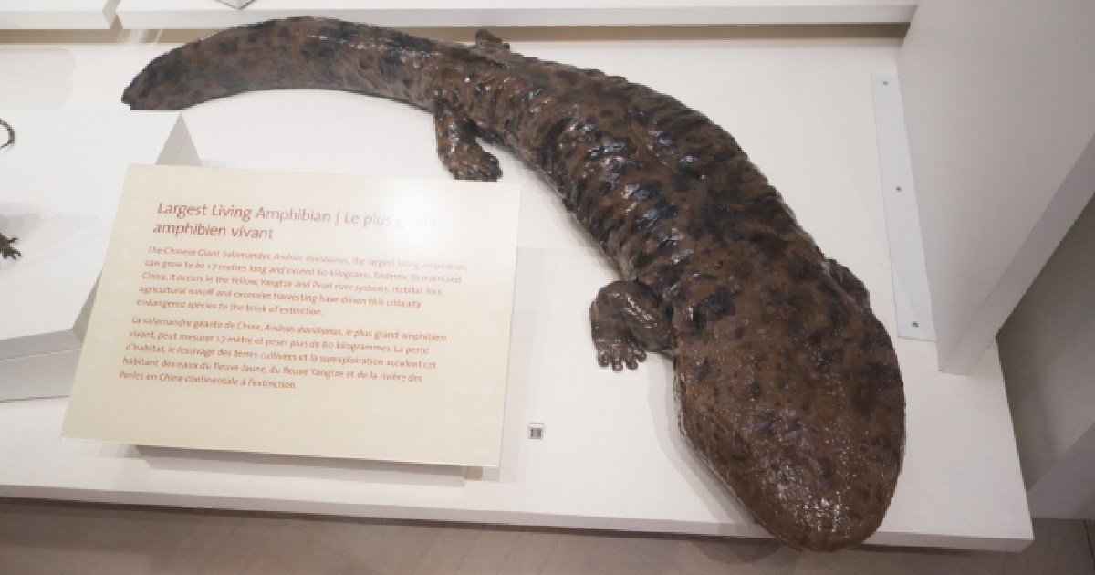 Chinese Giant Salamander