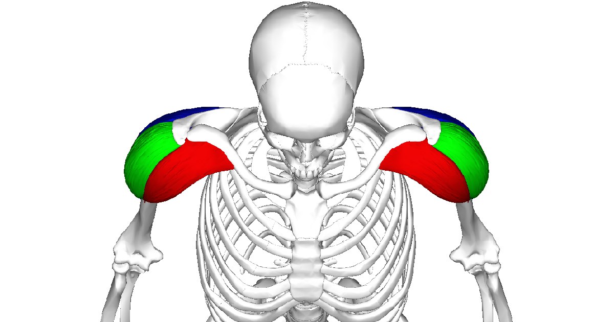 Deltoid