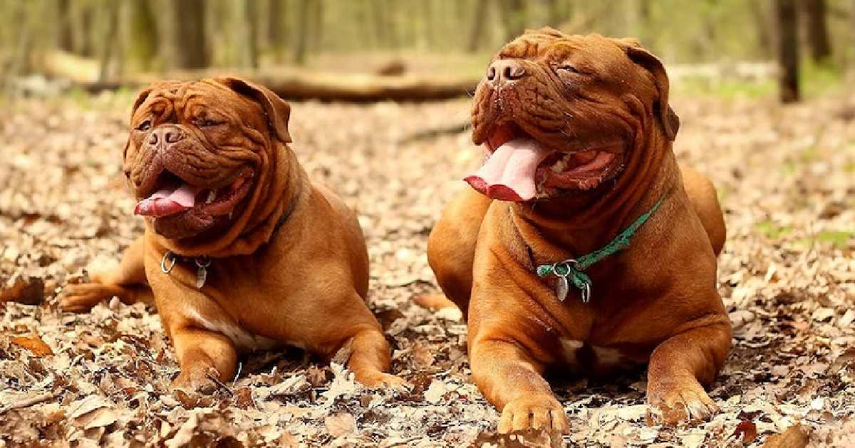 Dogue de Bordeaux - Largest Dog Breeds in the World