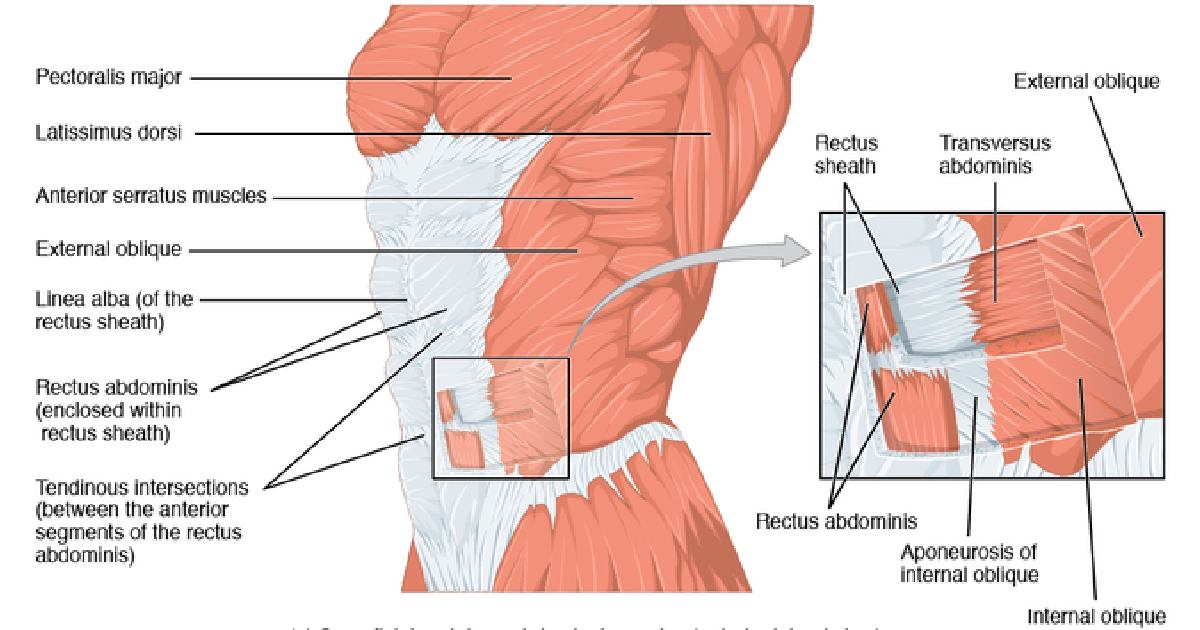 External Oblique