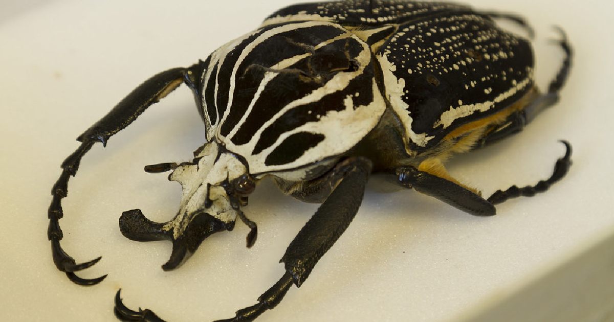 Goliath Beetle