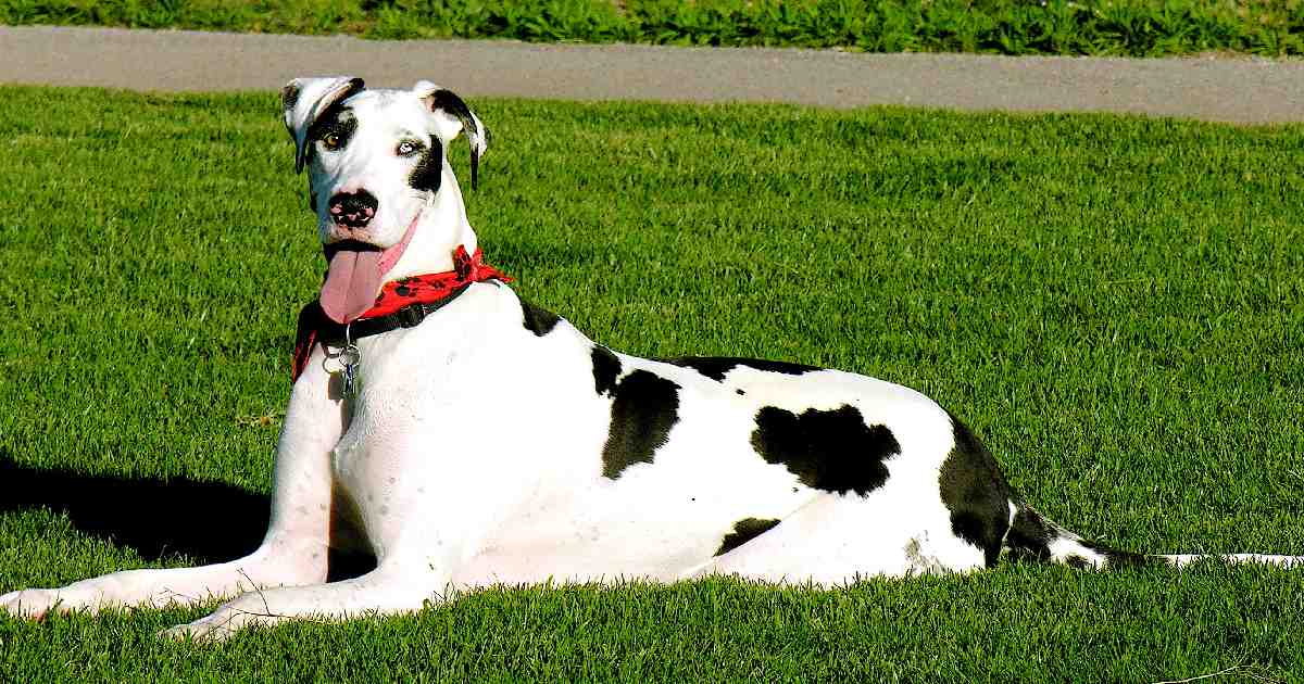 Great Dane - Largest Dog Breeds in the World