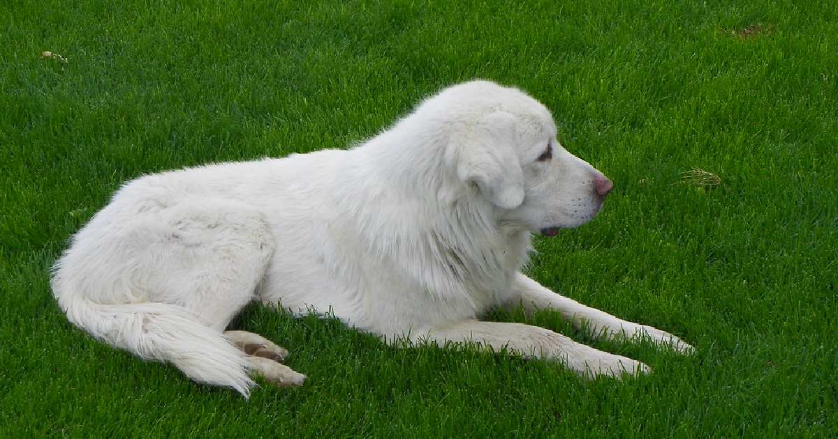 Great Pyrenees - Largest Dog Breeds in the World