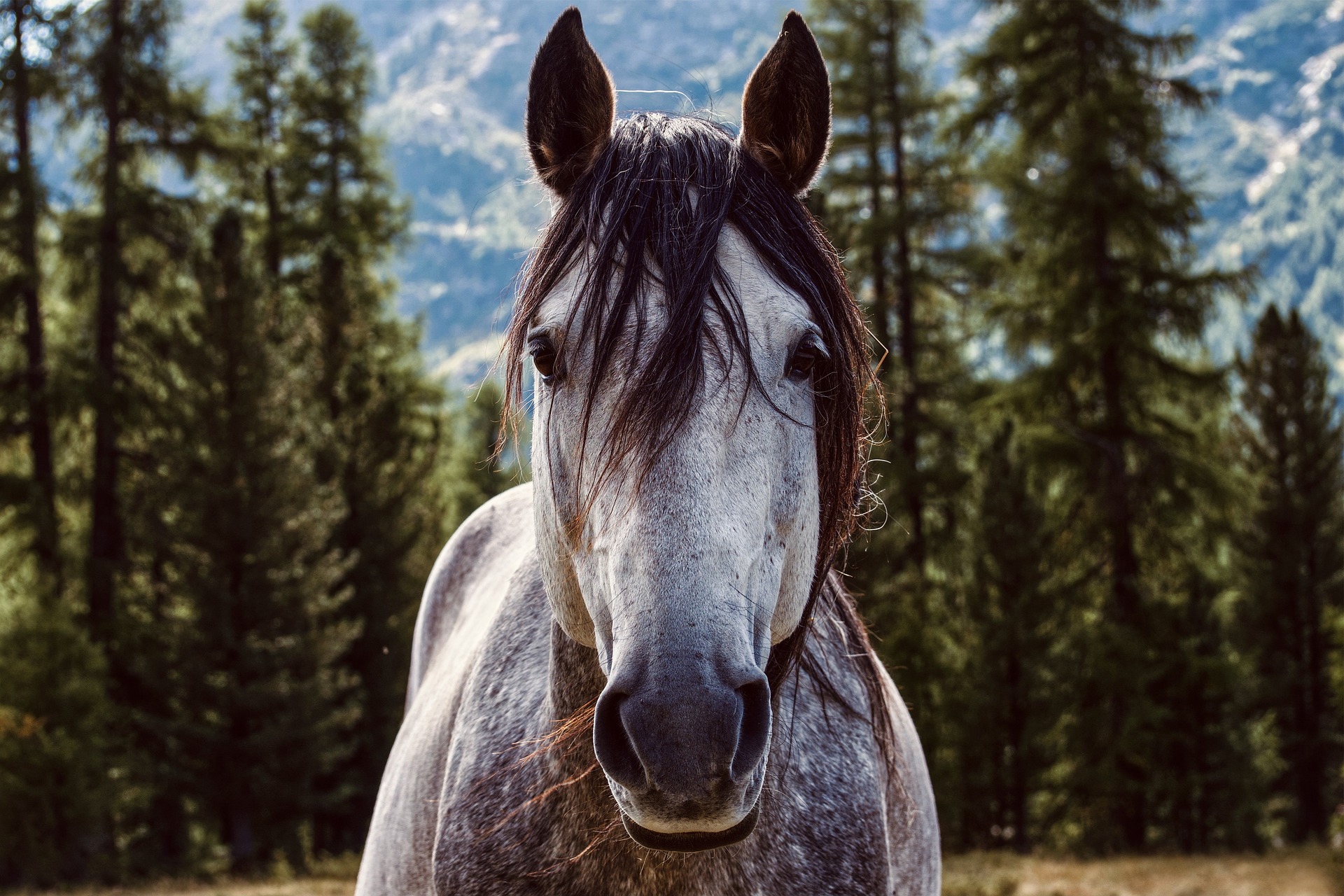 Top 7 Largest Horse Breeds in the World: Monumental Equines Top 7 Largest Horse Breeds in the World: Monumental Equines