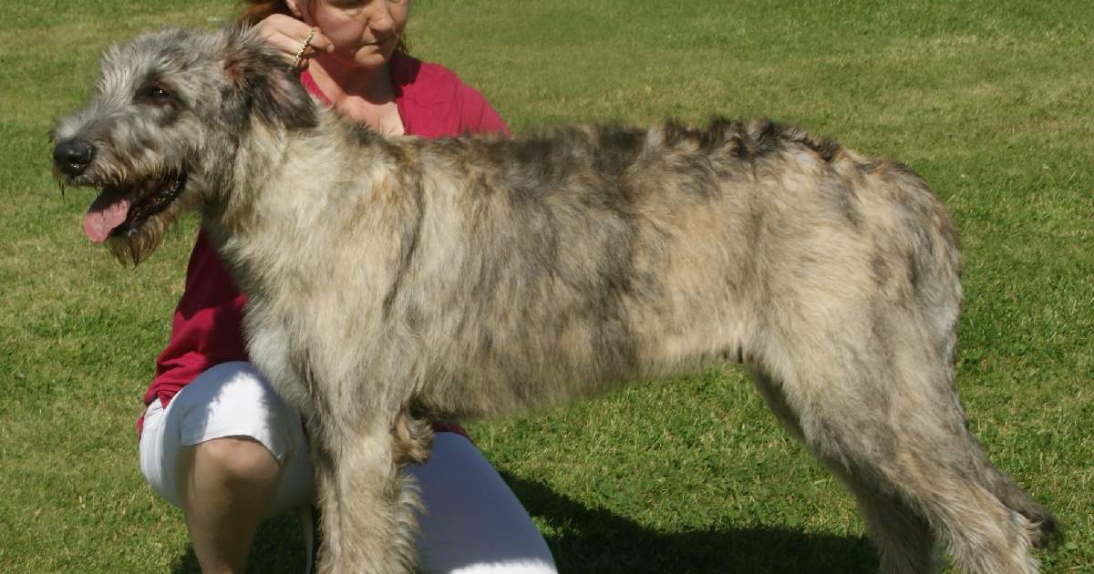 Irish Wolfhound - Largest Dog Breeds in the World