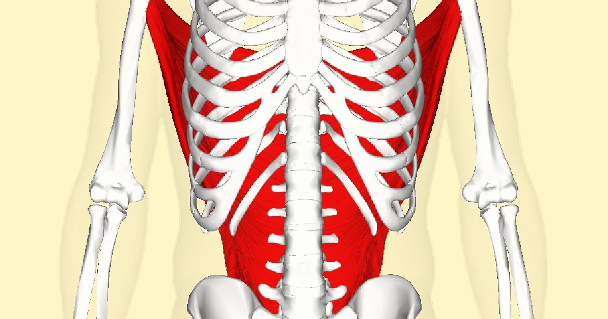 latissimus dorsi  - Largest Muscles in Human Body