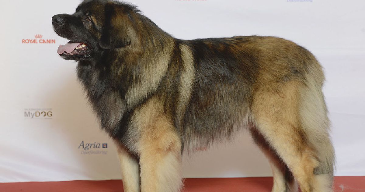 Leonberger - Largest Dog Breeds in the World