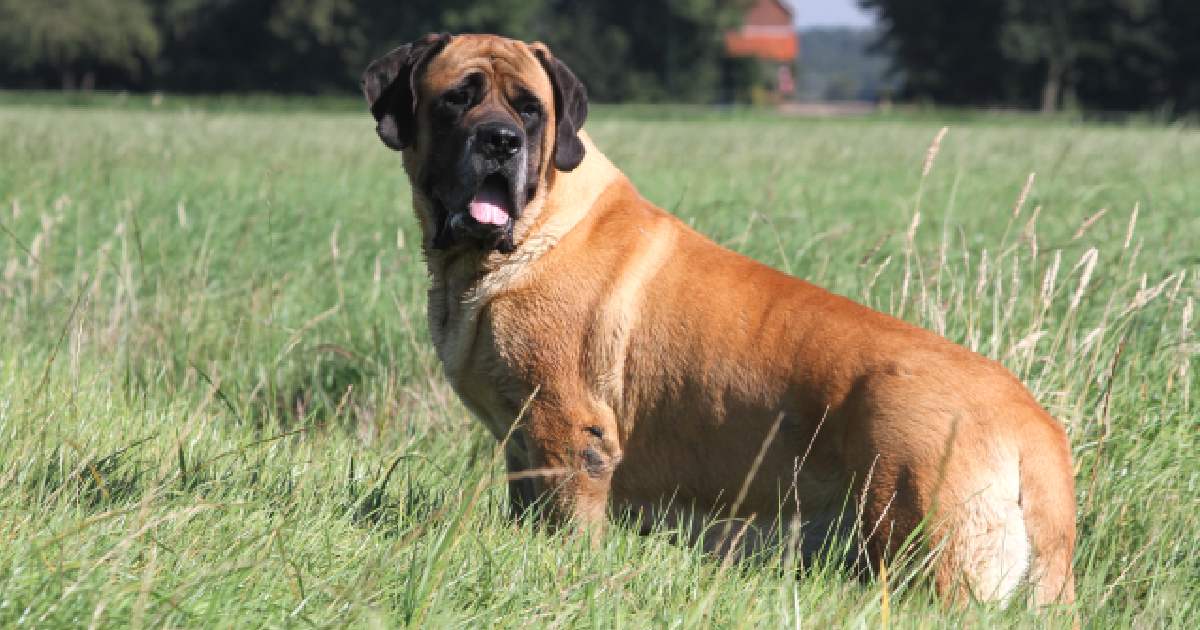 Mastiff - Largest Dog Breeds in the World