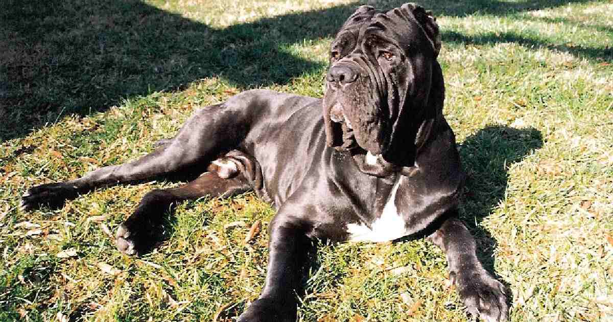 Neapolitan Mastiff - Largest Dog Breeds in the World