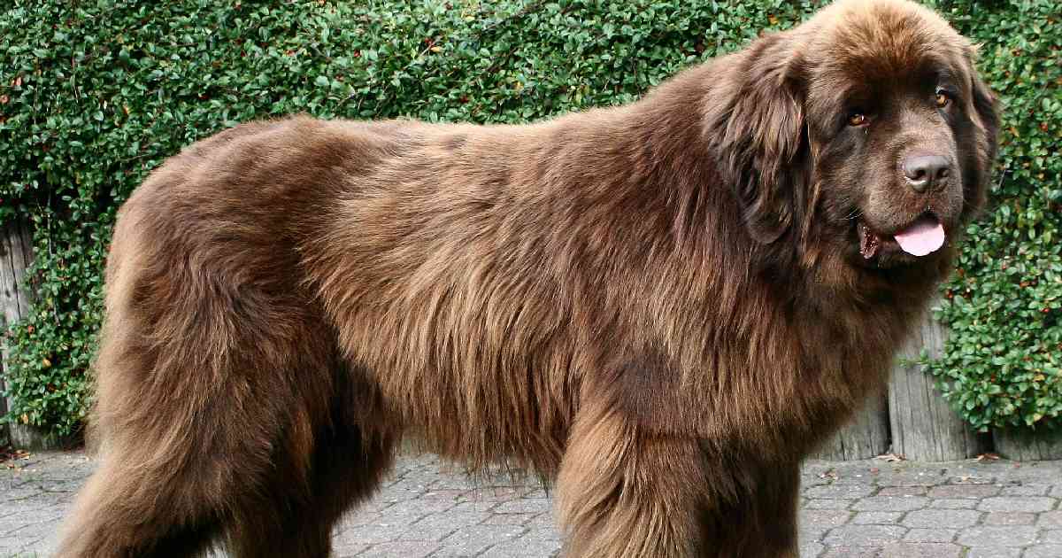 Newfoundland - Largest Dog Breeds in the World