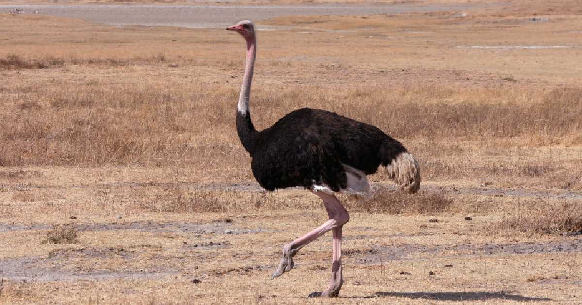 Ostrich