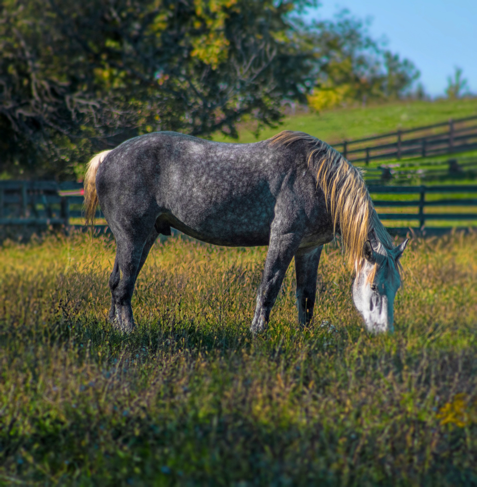 Percheron horse breed