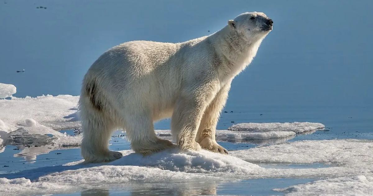 Polar Bear