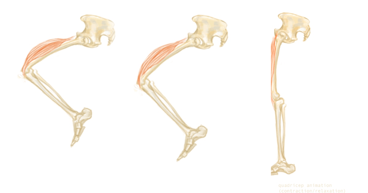 Quadriceps Femoris - Largest Muscles in Human Body