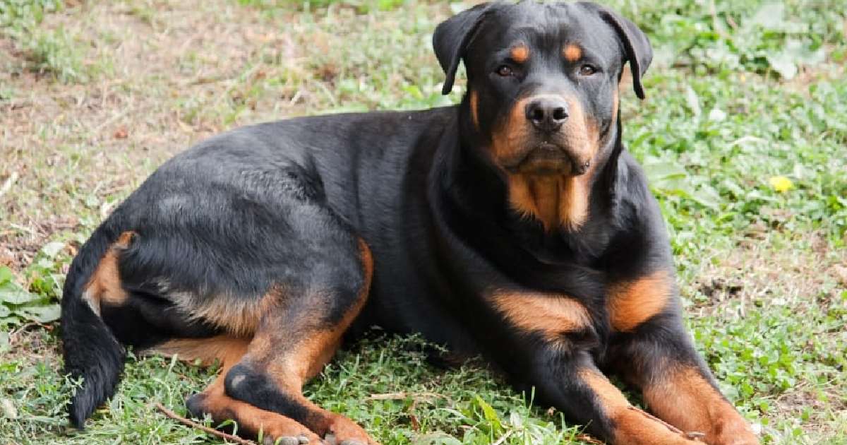 Rottweiler - Largest Dog Breeds in the World