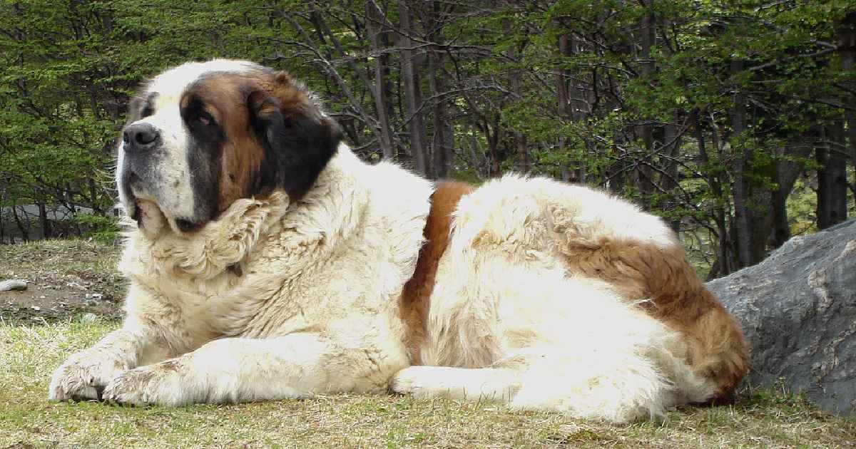 Saint Bernard - Largest Dog Breeds in the World