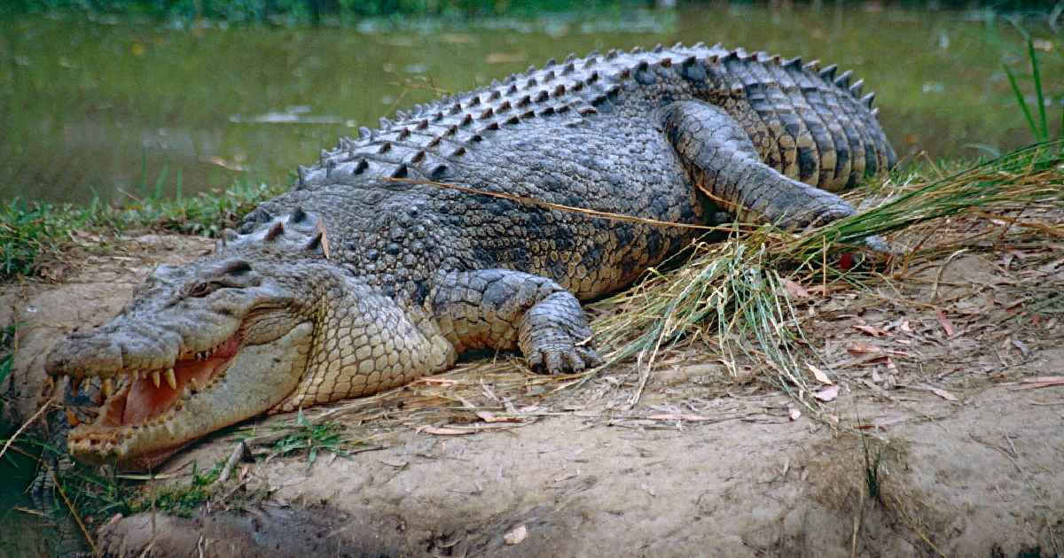 Saltwater Crocodile