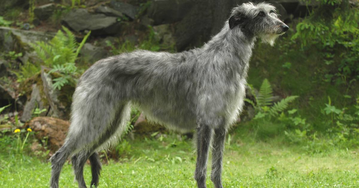 Scottish Deerhound - Largest Dog Breeds in the World