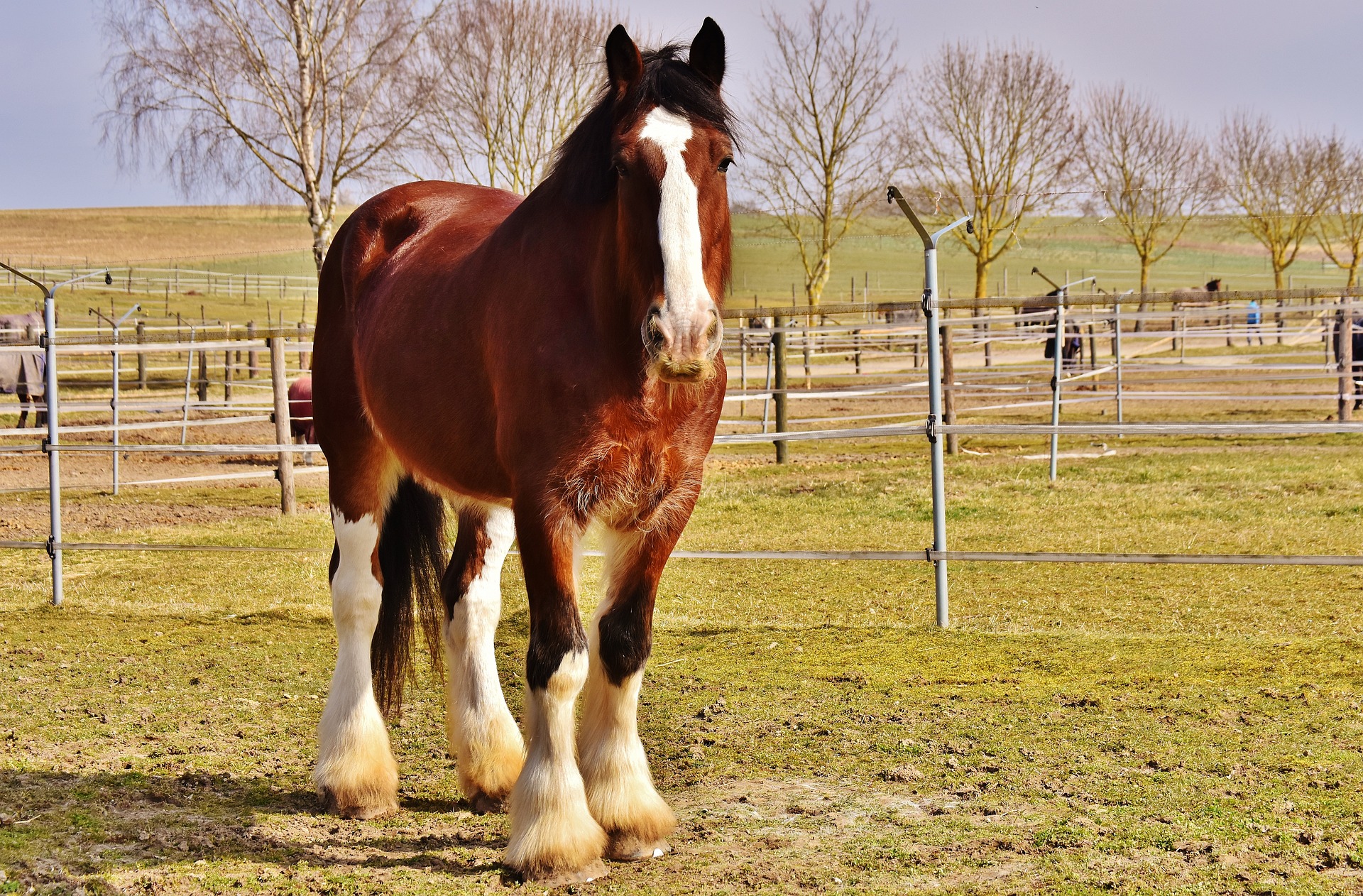 Shire horse breed