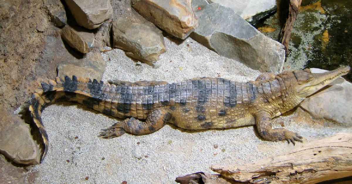 Slender-snouted Crocodile - Largest Crocodiles in the World