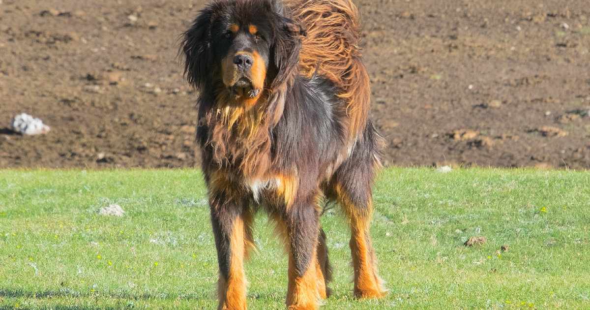 Tibetan Mastiff - Largest Dog Breeds in the World