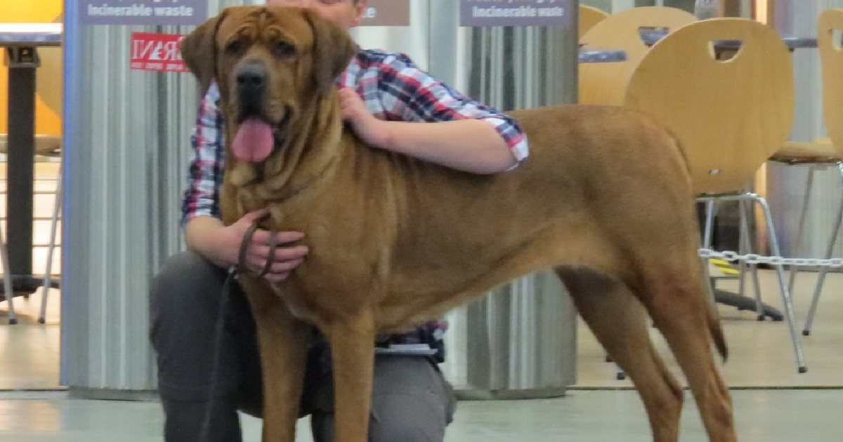 Tosa Inu - Largest Dog Breeds in the World