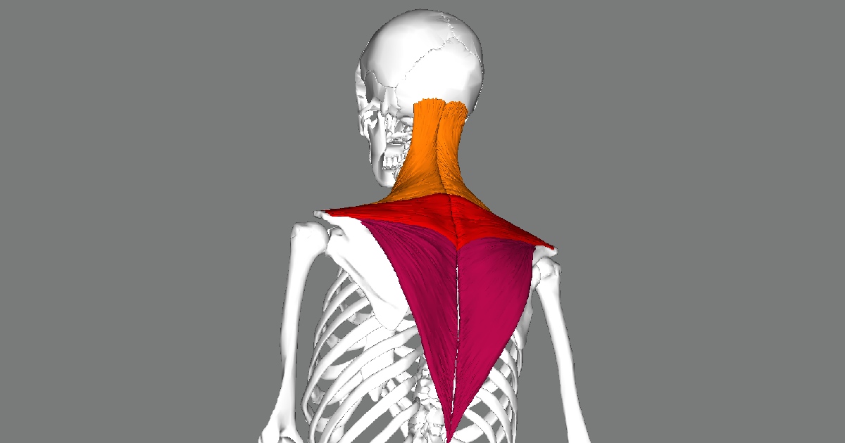 Trapezius