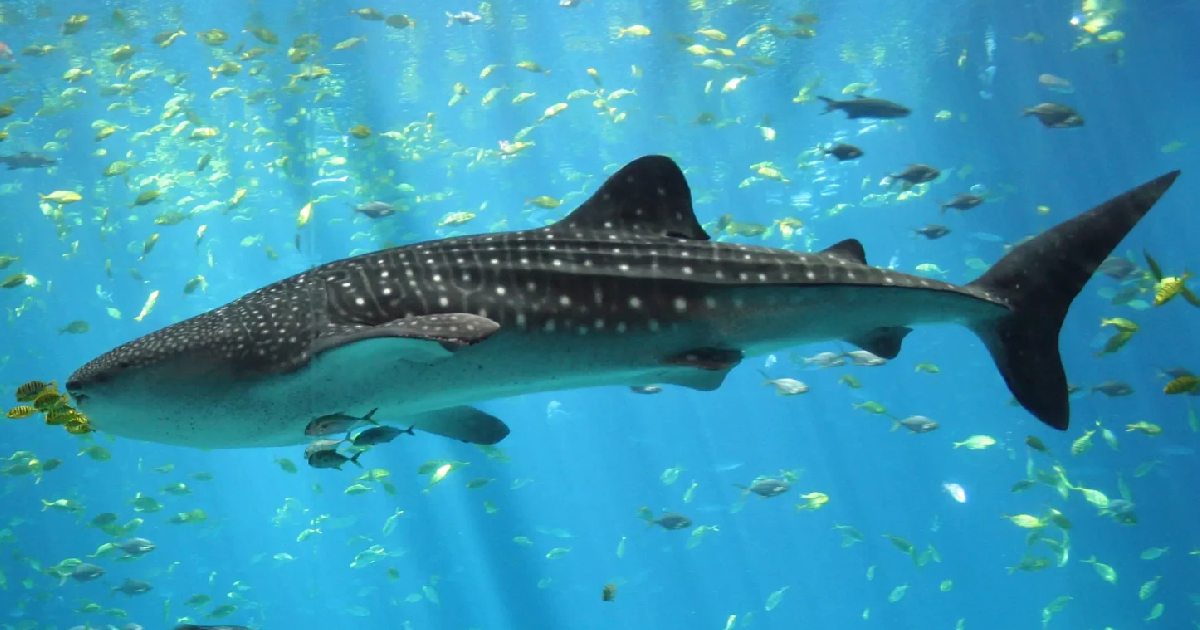 Whale Shark