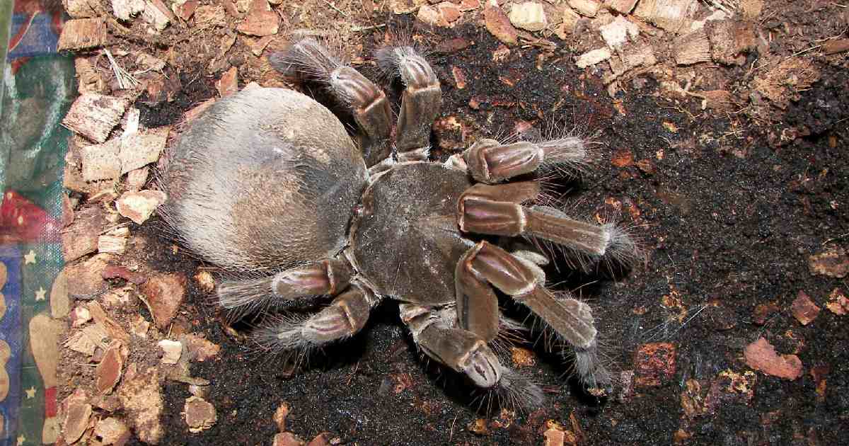 Goliath Birdeater (Theraphosa blondi)