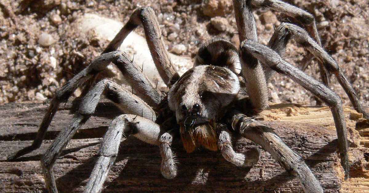 Wolf Spider - How Much Do Spiders Weigh