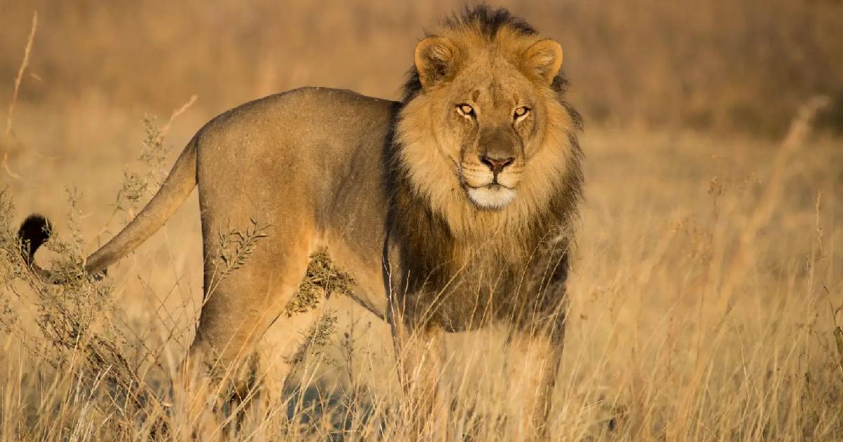 African Lion - Largest Land Predators