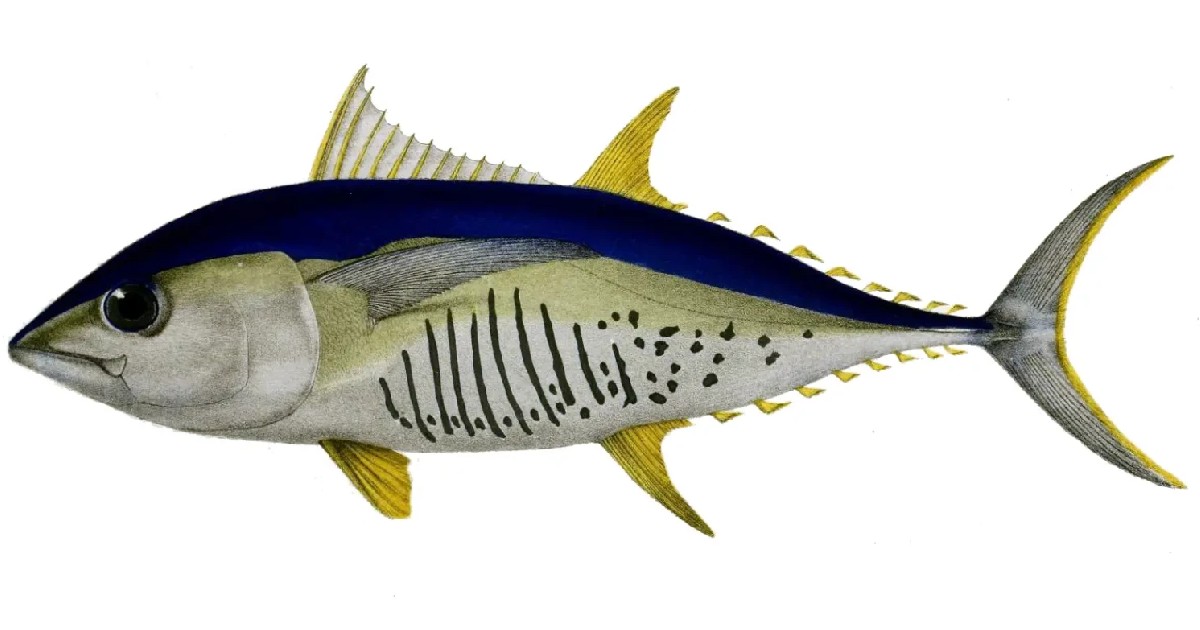 Albacore Tuna- largest tuna species in the world