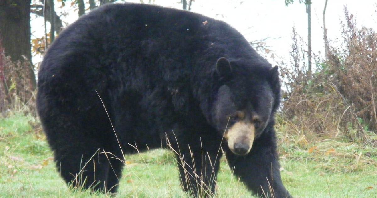 American Black Bear - Largest Land Predators