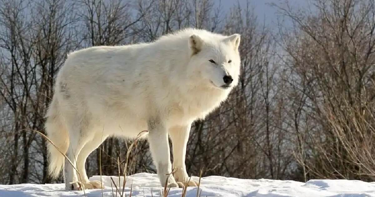 Arctic Wolf - Largest Wolves in the World