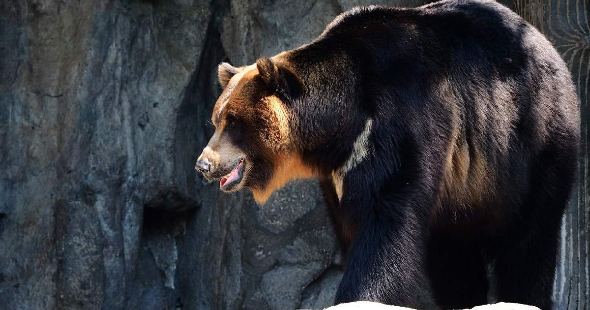 Asiatic Black Bear - Largest Land Predators