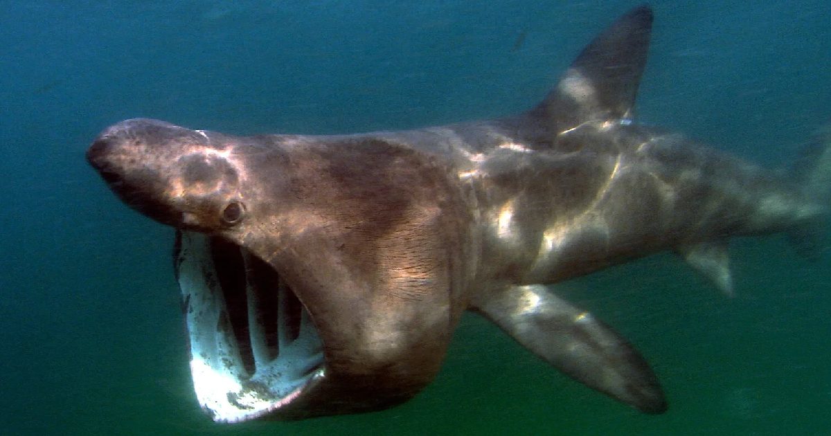 Basking Shark - largest fish in the world