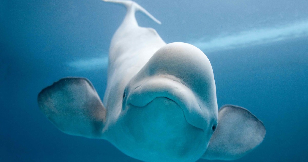 Beluga Whale - largest whale species
