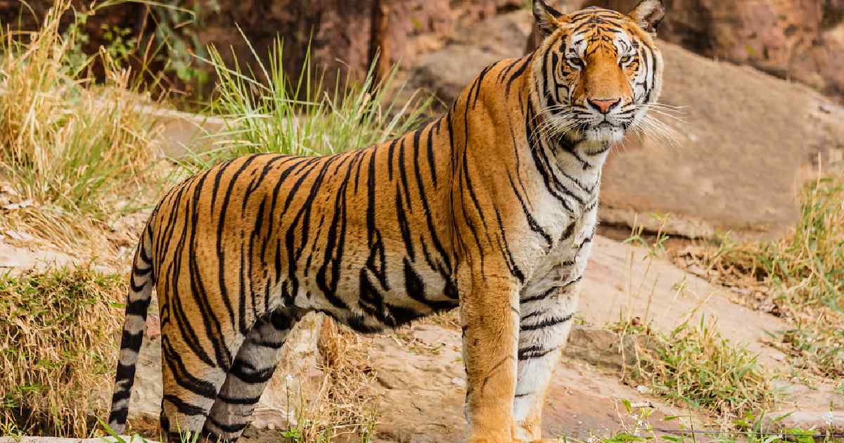 Bengal Tiger - Largest Tiger Species in the World