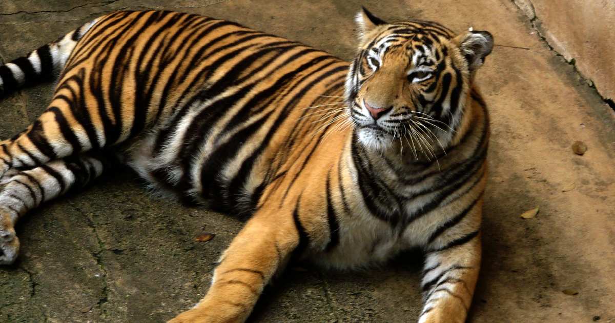 Bengal Tiger - Largest Land Predators